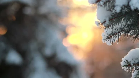 Evening in the winter park. Stock Footage 165746043