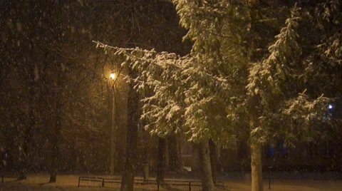 Evening winter park with snow, fluffy fir Video stock 45588450