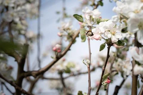 Everest apple tree Stock Photos
