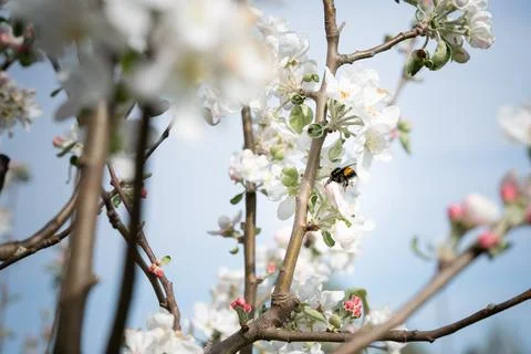 Everest apple tree Stock Photos