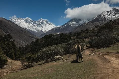 Everest base camp trekking. high mountains in Nepal. high altitude landscape Stock Photos