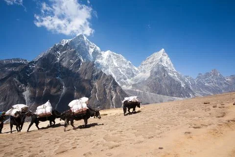 Everest base camp trekking path in Dingboche area, Nepal. Yak animals Stock Photos