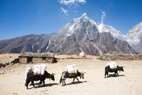Everest base camp trekking path in Dingboche area, Nepal. Yak animals Stock Photos
