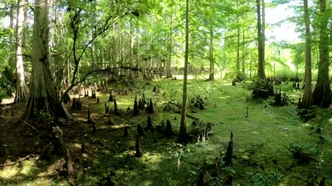 Everglade Swamp Florida Stock Footage 238756417