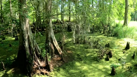 Everglade Swamp Moving Stock Footage 238756388