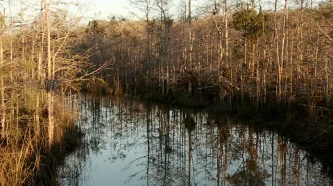 Everglades 1 Stock Footage 59877574