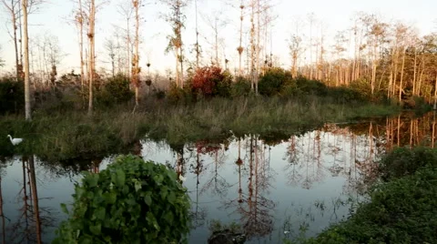 Everglades 6 Video stock 59892079