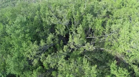 Everglades aerial Stock Footage 45944441