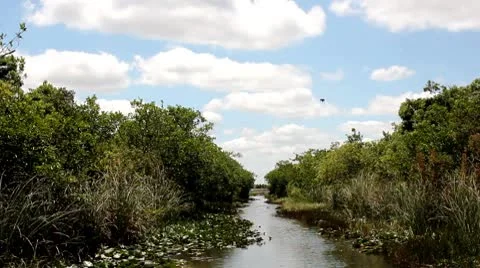Everglades airboat Stock Footage 8838443