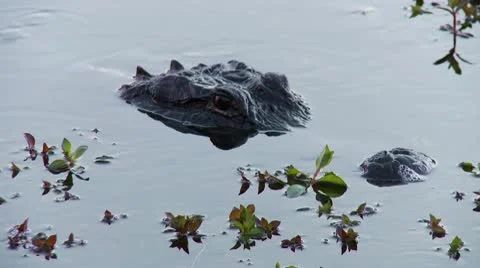 Everglades Alligator Stock Footage 10564219