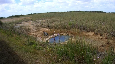 Everglades alligator Stock Footage 88682692