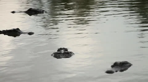 Everglades Alligators Stock Footage 26747682