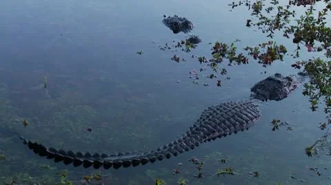 Everglades Alligators Still Stock Footage 10564238