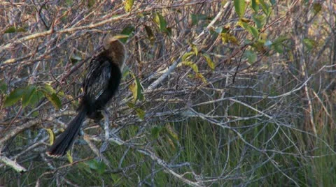 Everglades Anhinga Stock Footage 10564241