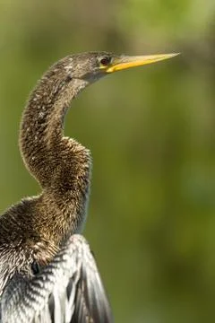 Everglades bird Stock Photos