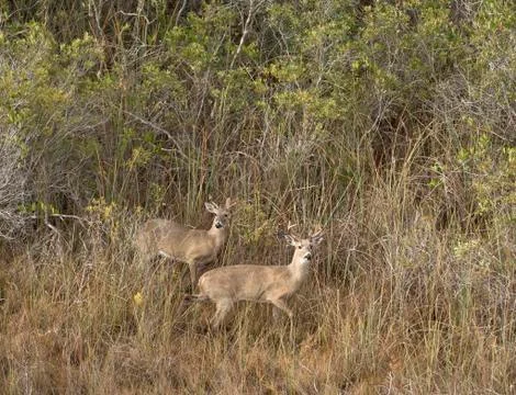 Everglades deer Stock Photos