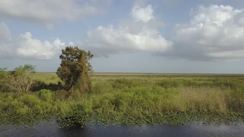 Everglades from Drone Stock Footage 80652999