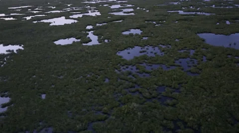Everglades at Dusk Stock Footage 26245274