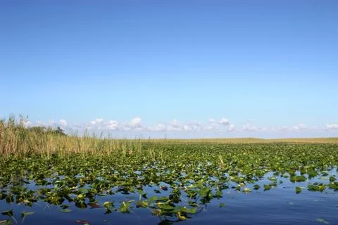 Everglades Florida Stock Photos