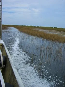 The everglades in florida Stock Photos