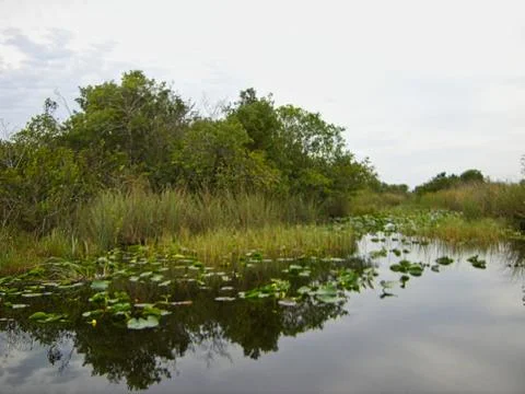 The everglades in florida Stock Photos