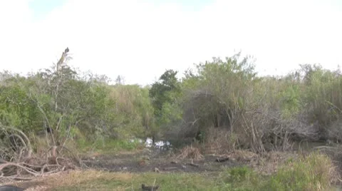 Everglades Foliage Still Stock Footage 10723164