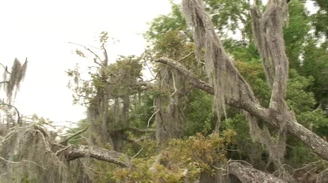 Everglades Stock-Footage 592825