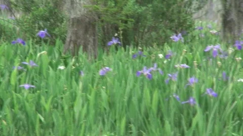 Everglades Stock-Footage 592837