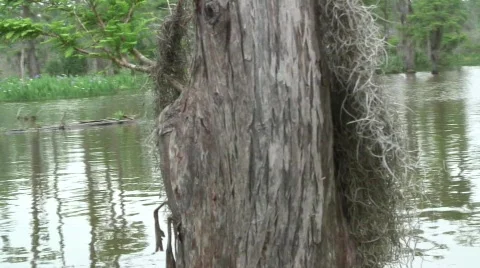 Everglades Stock-Footage 592846