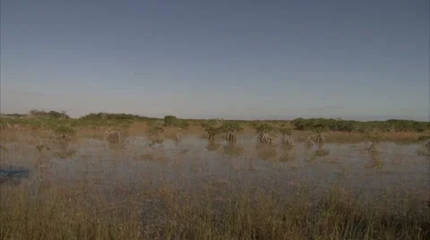 Everglades Stock Footage 12761410