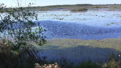 Everglades Stock Footage 88450797