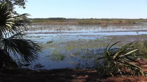 Everglades Stock Footage 88450816