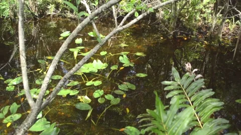 Everglades Stock Footage 142398851