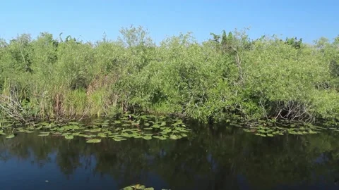 Everglades Stock Footage 142612379