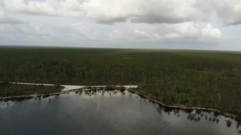 Everglades Stock Footage 160231352