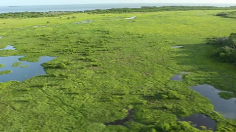Everglades Grasslands Stockbeeldmateriaal 26149858