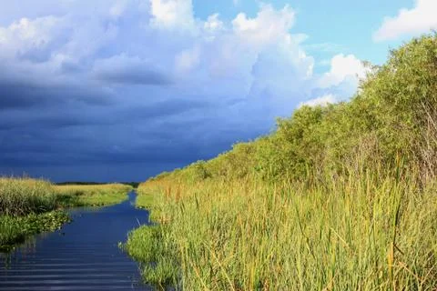 Everglades in June Fotos de archivo