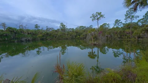 Everglades Lagoon Stock Footage 273183600