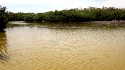 Everglades lake Video stock 8826795