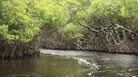 Everglades Mangroves Stock Footage 57533508