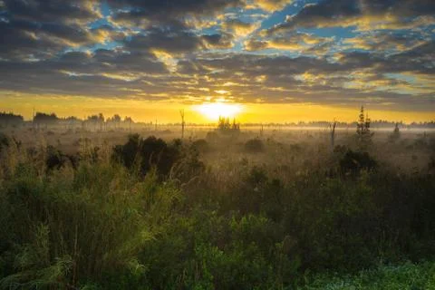 EVERGLADES MIST Stock Photos