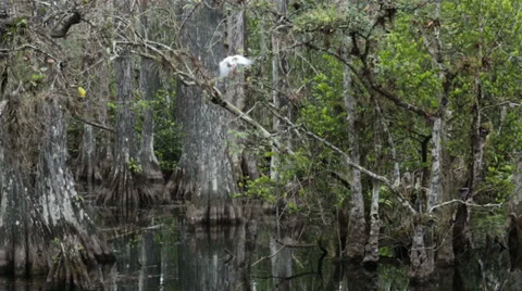 Everglades National Park birds cypress swamp rain HD 2180 Stock Footage