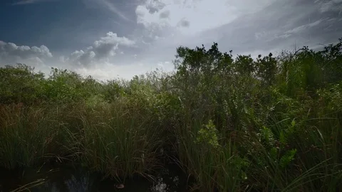 Everglades National Park Stock Footage 73755624