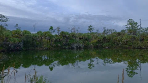 Everglades Pan Video stock 273184299