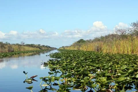 Everglades Stock Photos