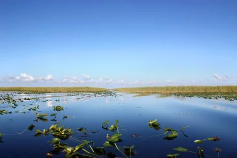 Everglades Stock Photos