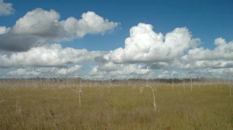 Everglades Stock Photos