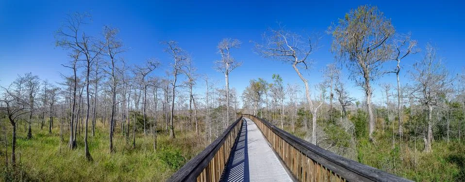 Everglades 스톡 사진