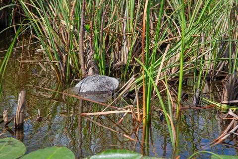 Everglades Stock-Fotos