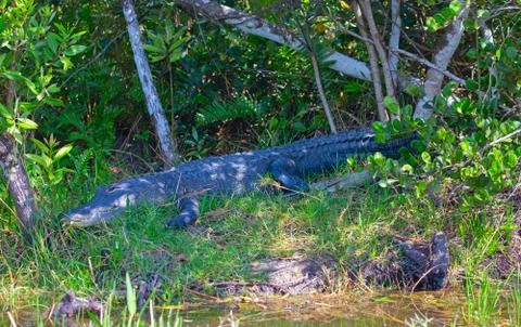 Everglades Stock Photos